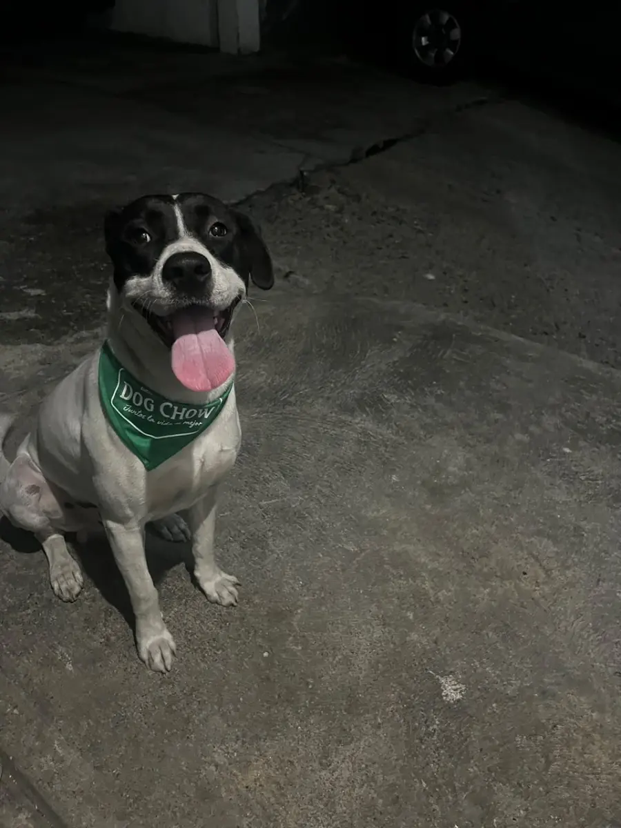 Kimbo