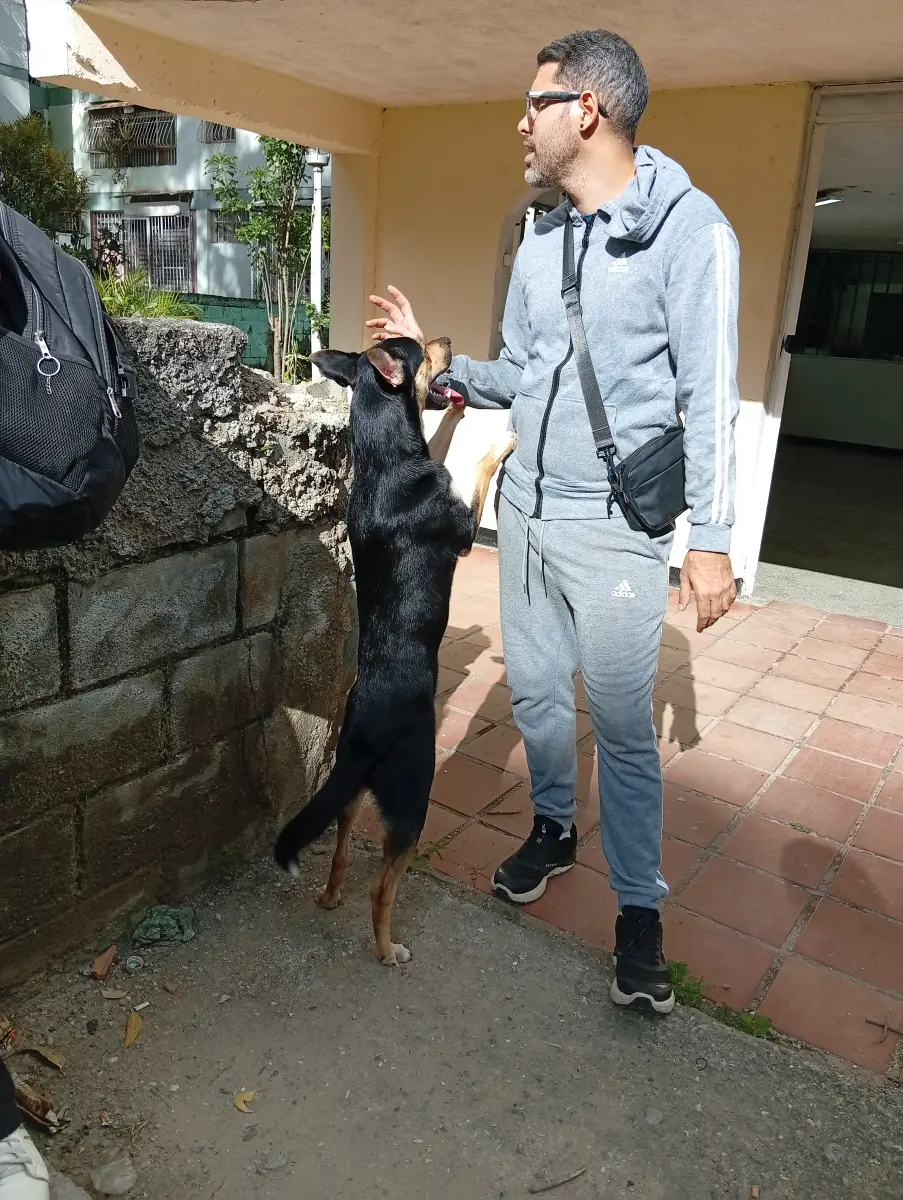 Perro encontrado