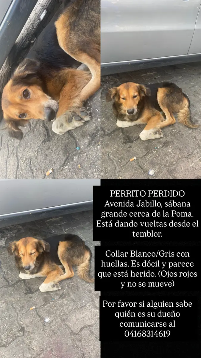 Perro encontrado