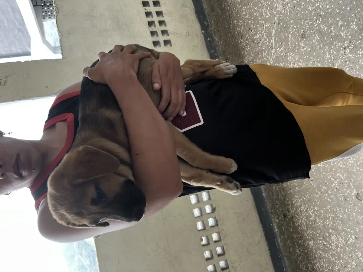 Perro encontrado