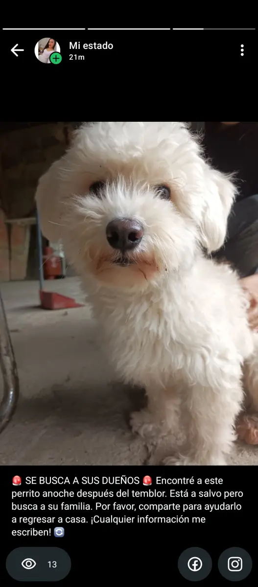 Perro encontrado