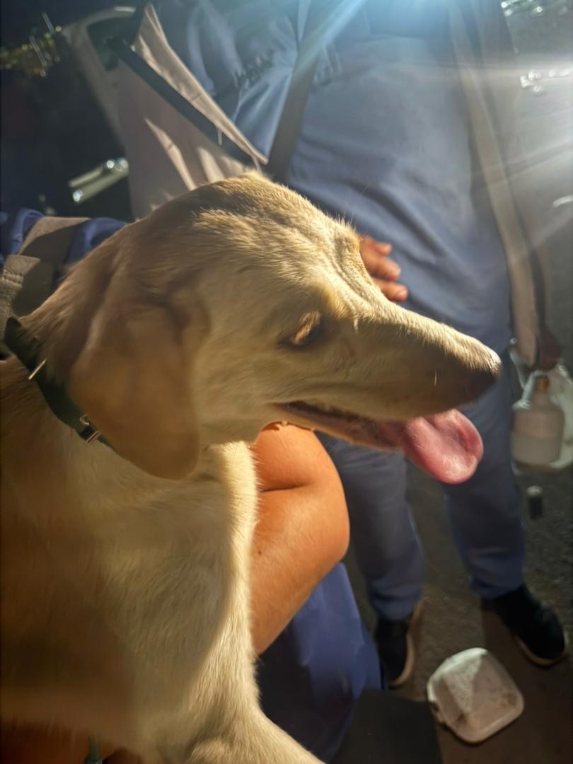 Perro encontrado — foto 3