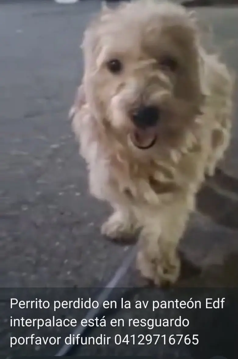 Perro