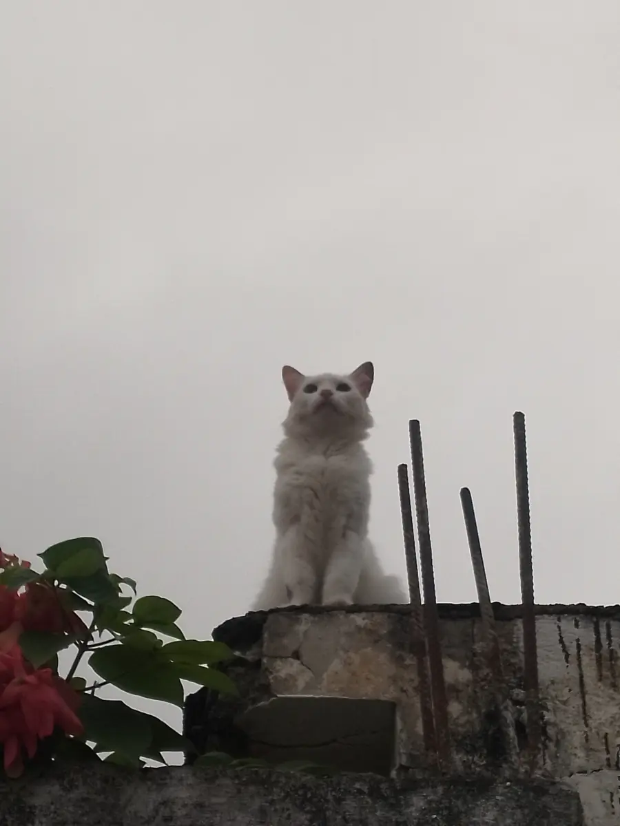 Luna blanca