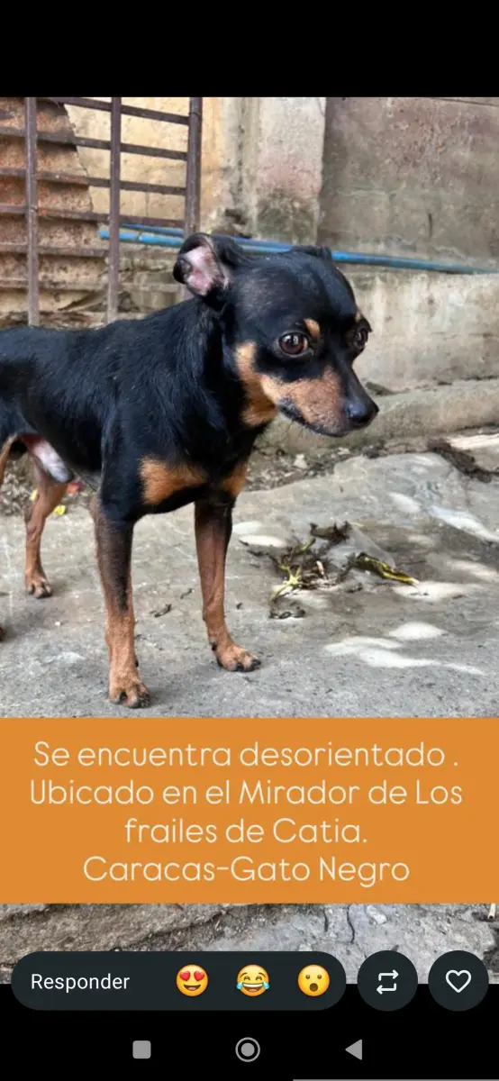 Perro encontrado