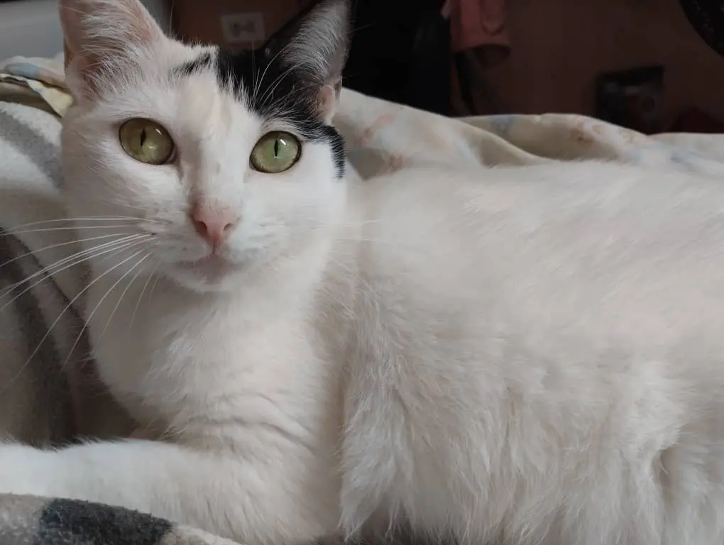 Luna