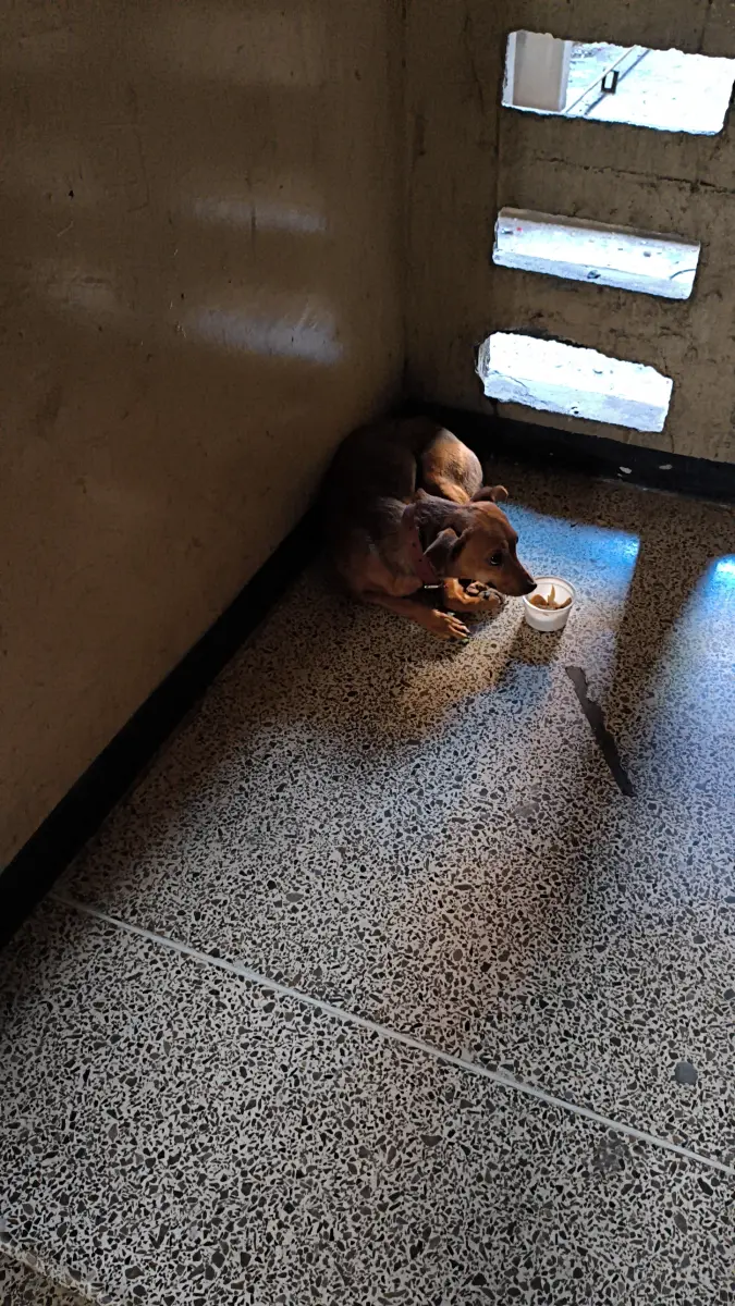 Perro encontrado