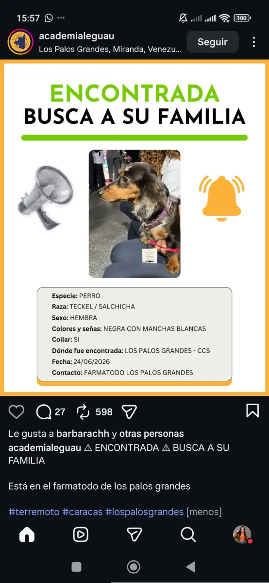 Perro encontrado