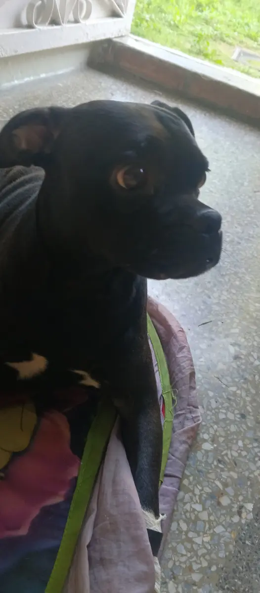 Es negrito