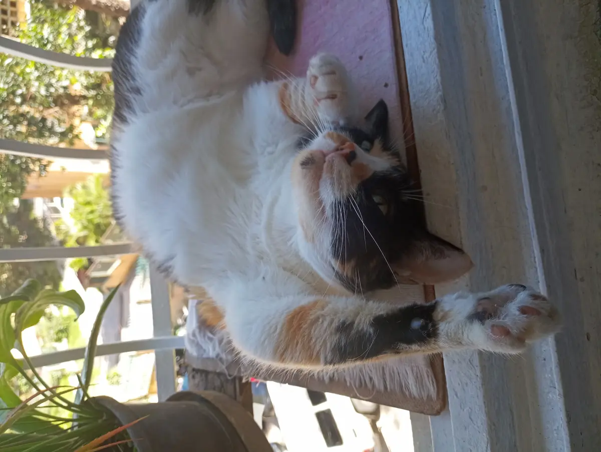 Kitty
