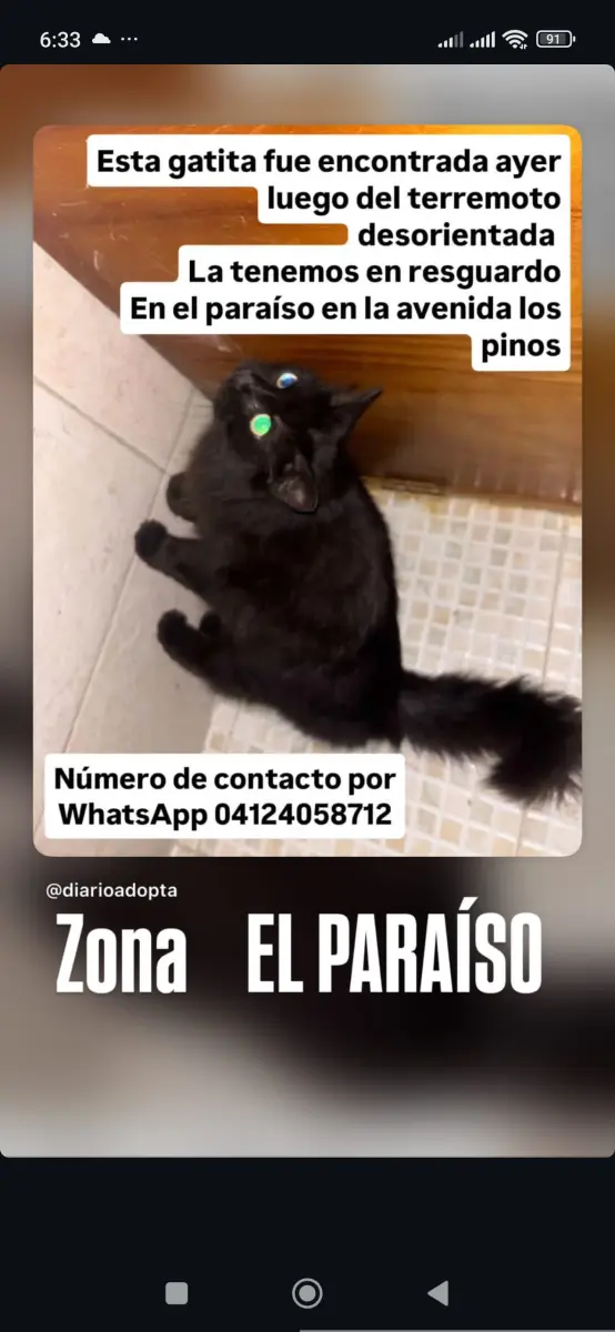 Gato encontrado