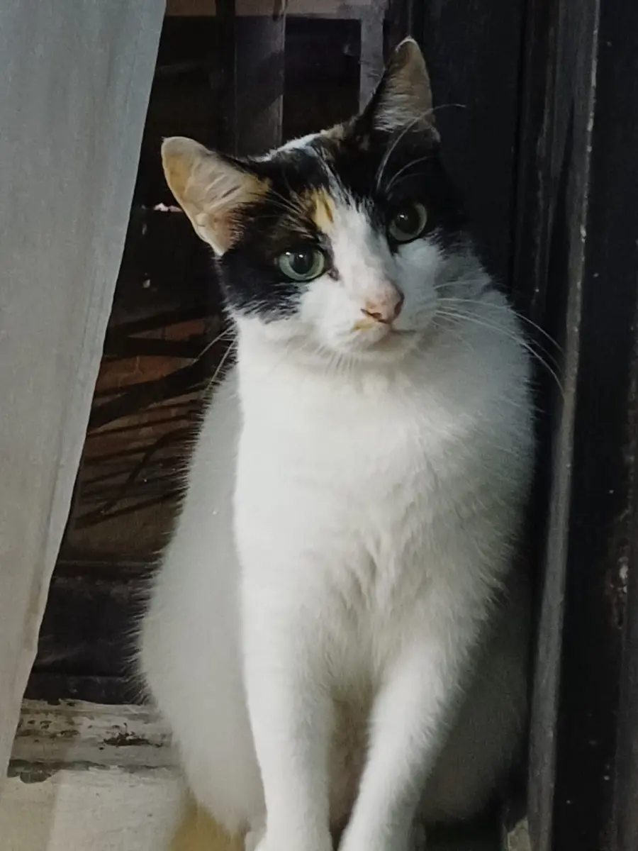 Mia Niña