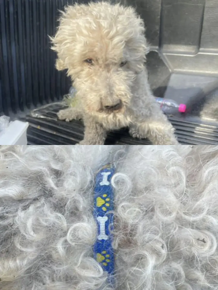 Perro encontrado
