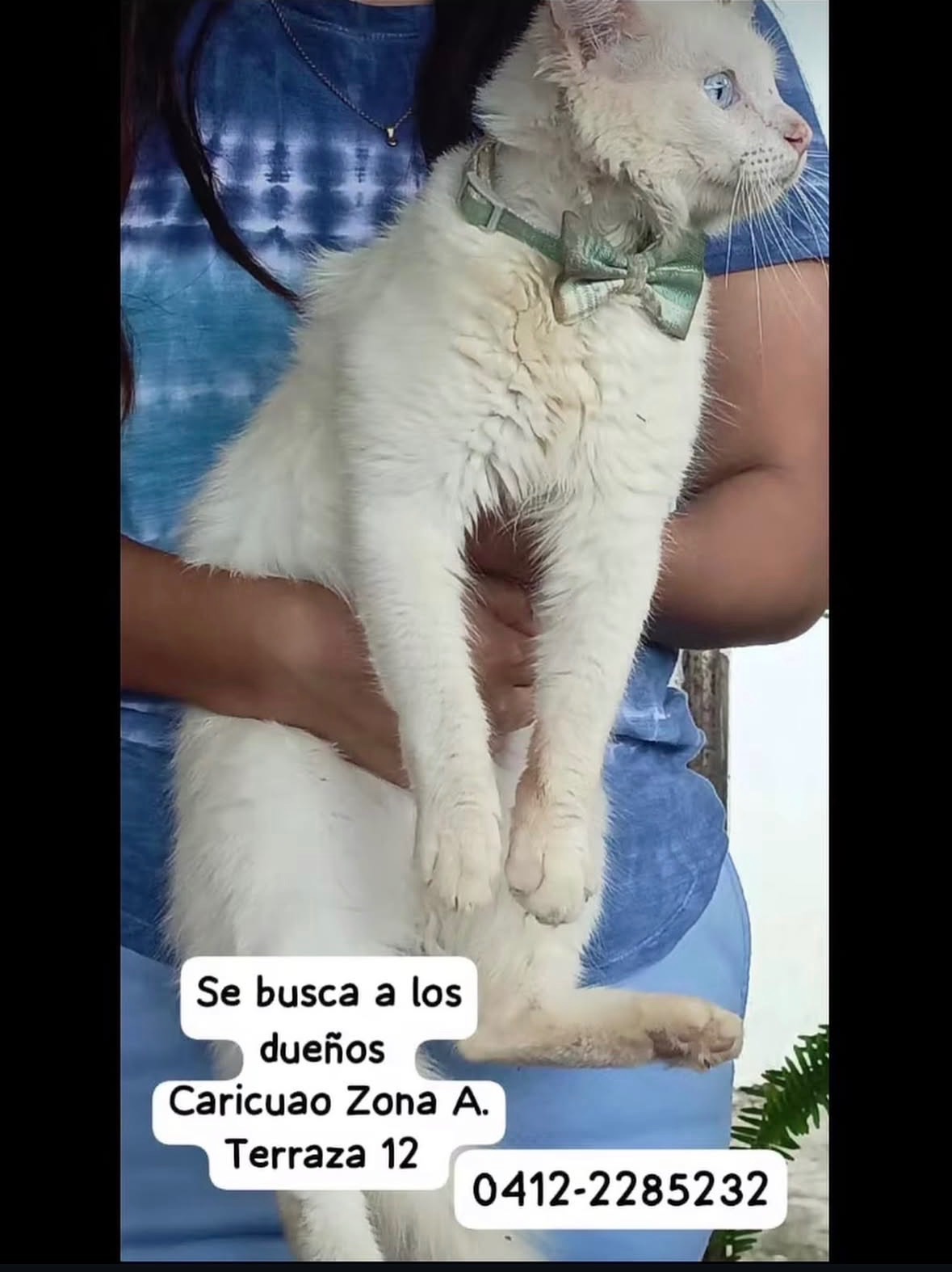 Gato encontrado — foto 2