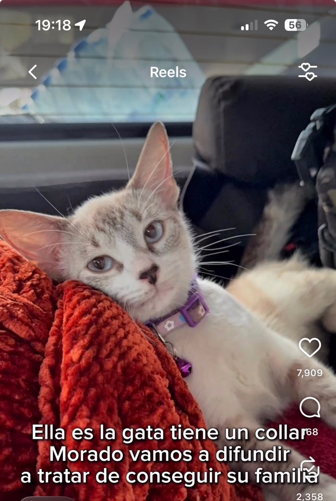 Gato encontrado — foto 2
