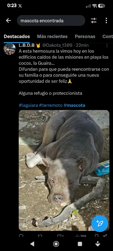 Perro encontrado