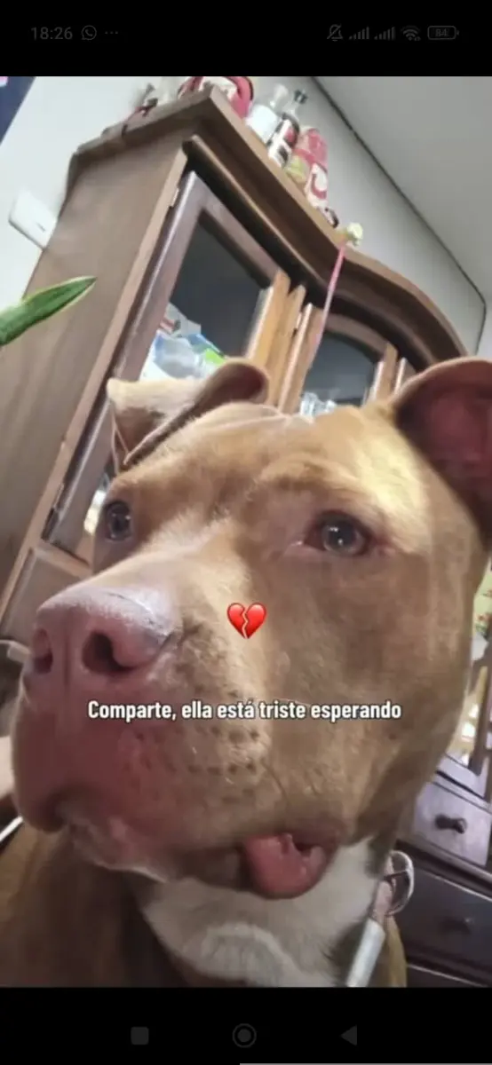 Perro encontrado