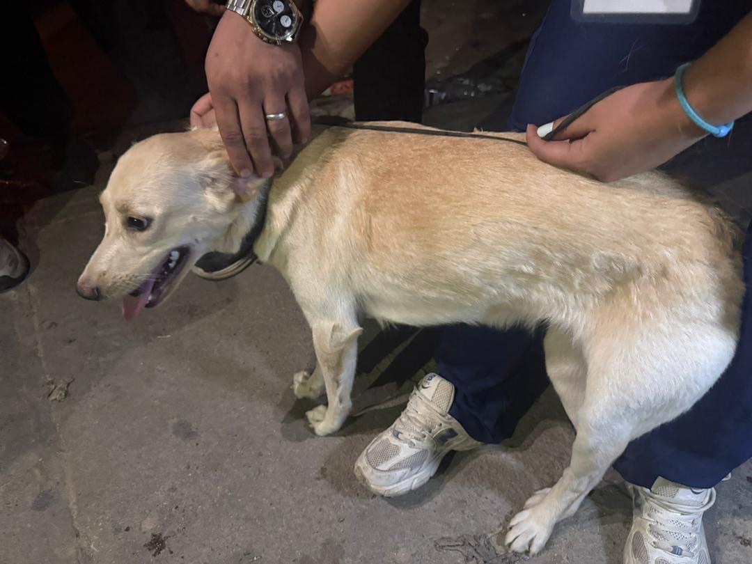 Perro encontrado — foto 2