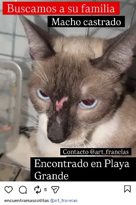 Gato