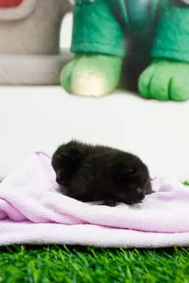 Gato encontrado