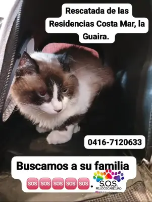 Gato encontrado