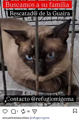 Gato encontrado