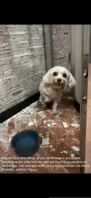 Perro encontrado