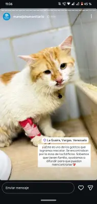 Foto de Gato, reunida con su familia
