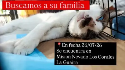 Gato encontrado