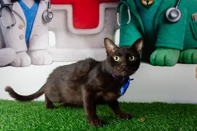 Gato encontrado — foto 1