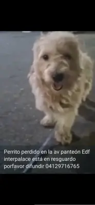 Perro encontrado