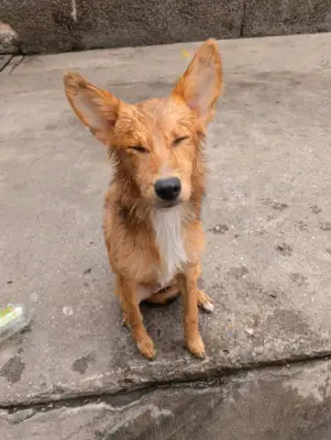 Perro encontrado