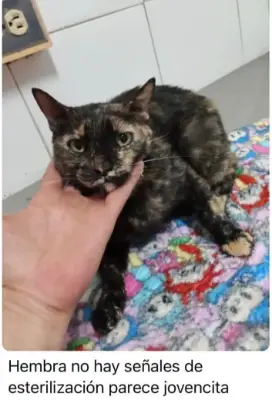 Gato encontrado