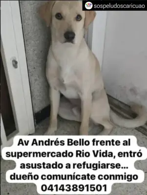 Perro encontrado