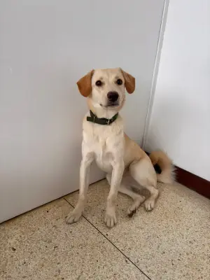 Perro encontrado — foto 3