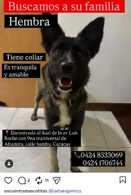 Perro encontrado