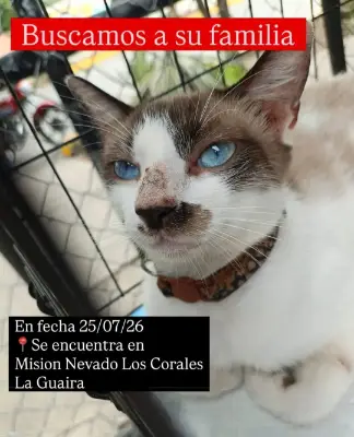 Gato encontrado