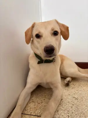 Perro encontrado — foto 2