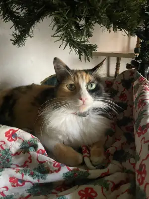 Misha