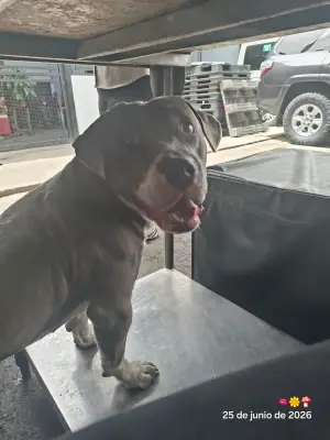 Perro encontrado