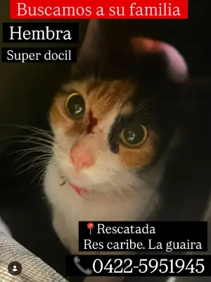 Gato encontrado