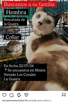 Gato encontrado