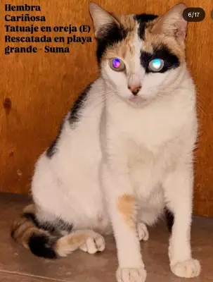 Gato encontrado