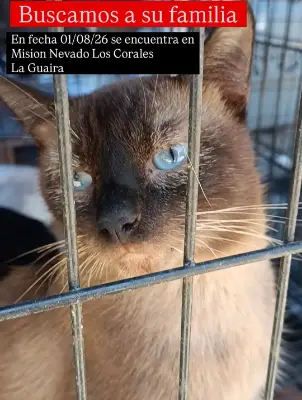 Gato encontrado