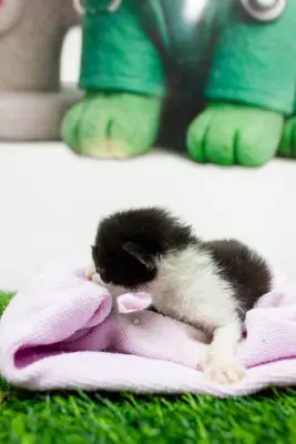 Gato encontrado — foto 2