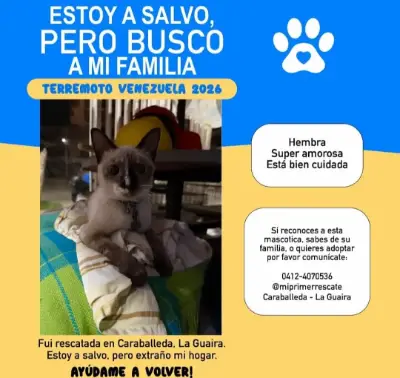 Gato encontrado