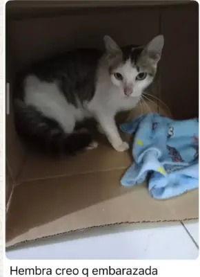Gato encontrado