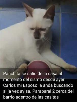 Panchita