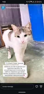 Gato encontrado