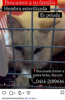 Gato encontrado